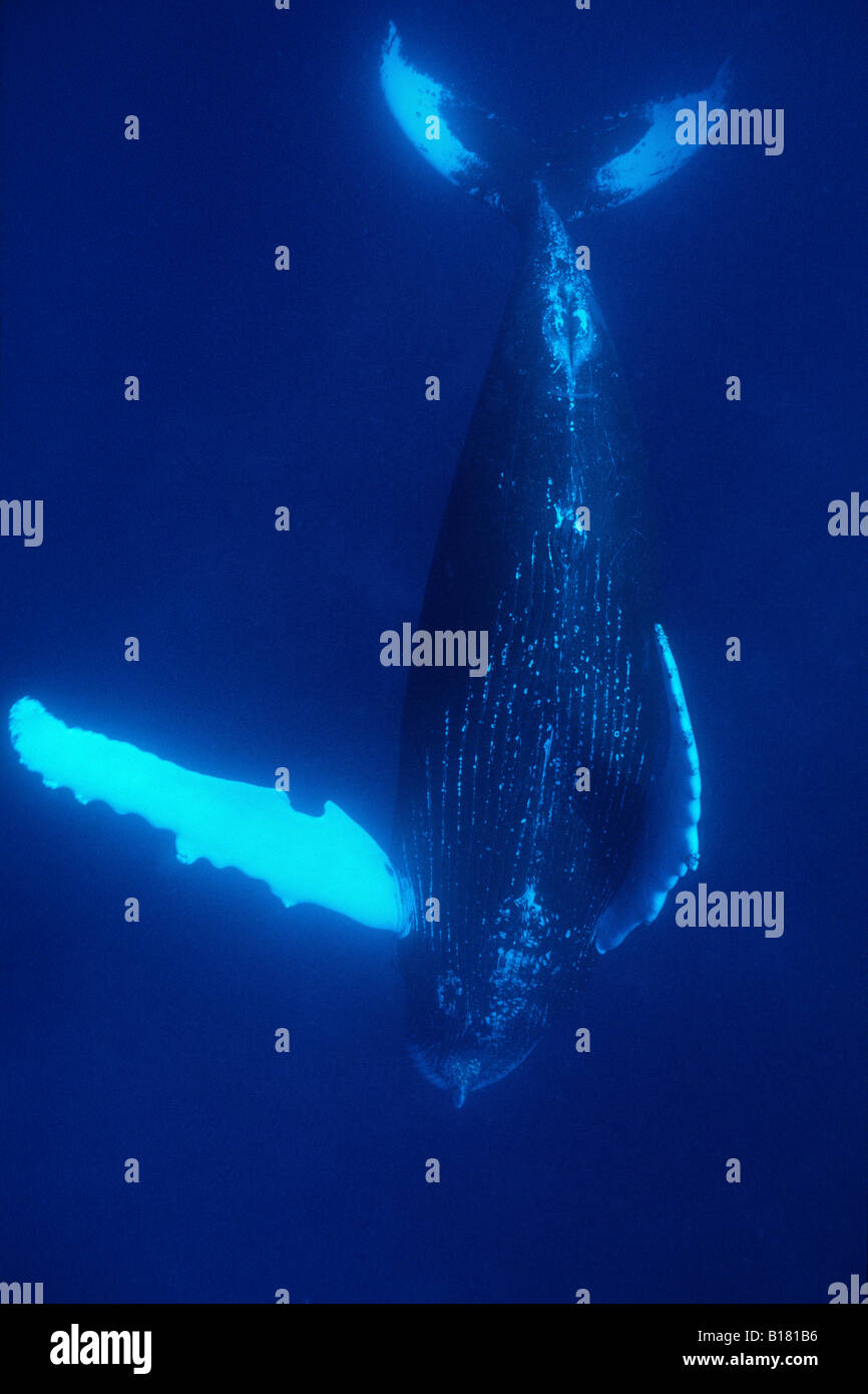 Humpback Whale Megaptera novaeangliae banche argento Mar dei Caraibi Repubblica Dominicana Foto Stock