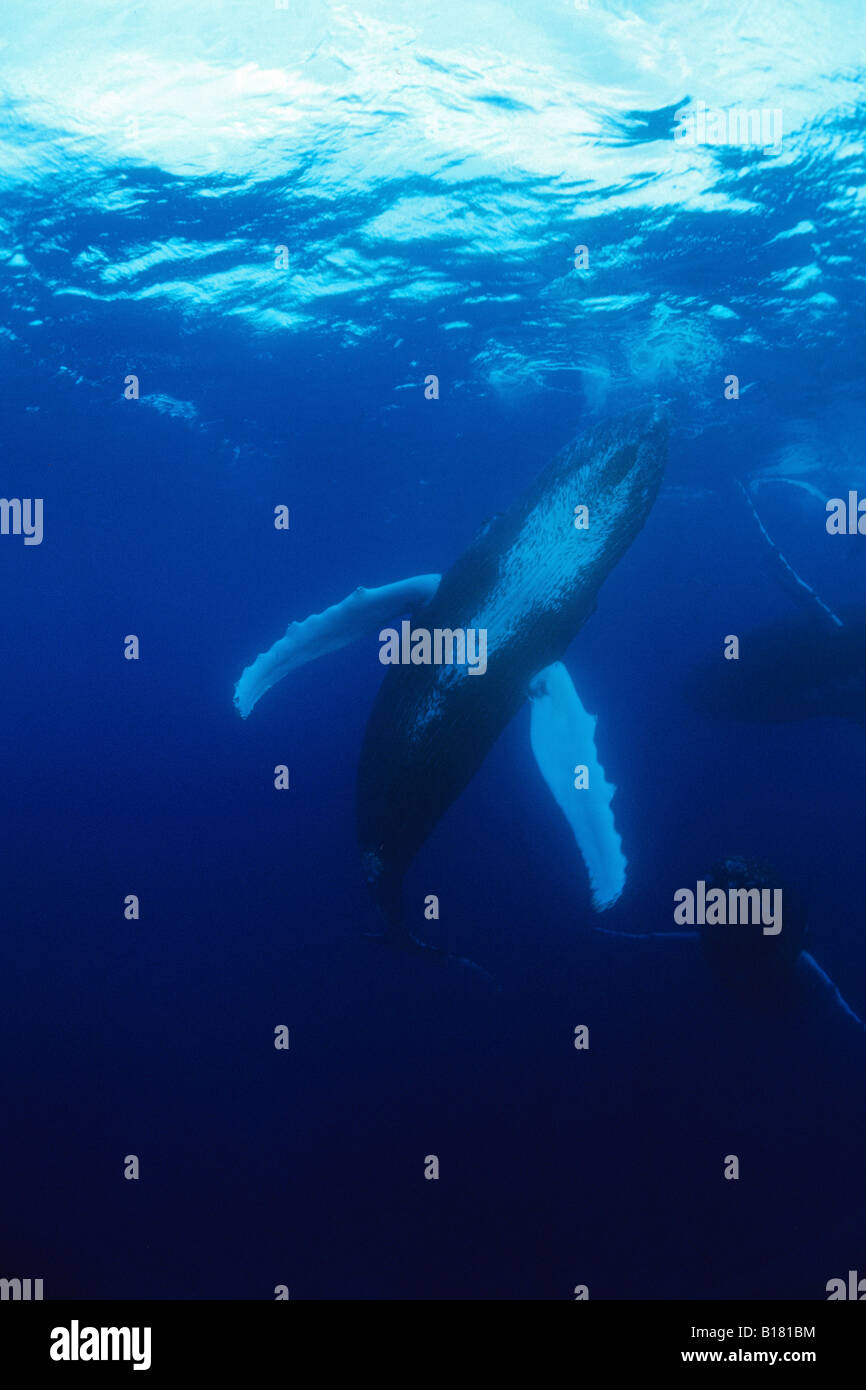Le megattere Megaptera novaeangliae banche argento Mar dei Caraibi Repubblica Dominicana Foto Stock