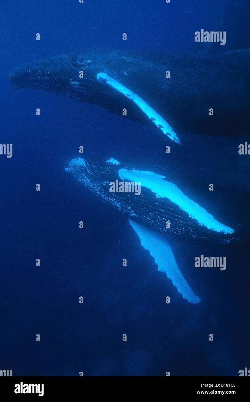 Le megattere Megaptera novaeangliae banche argento Mar dei Caraibi Repubblica Dominicana Foto Stock