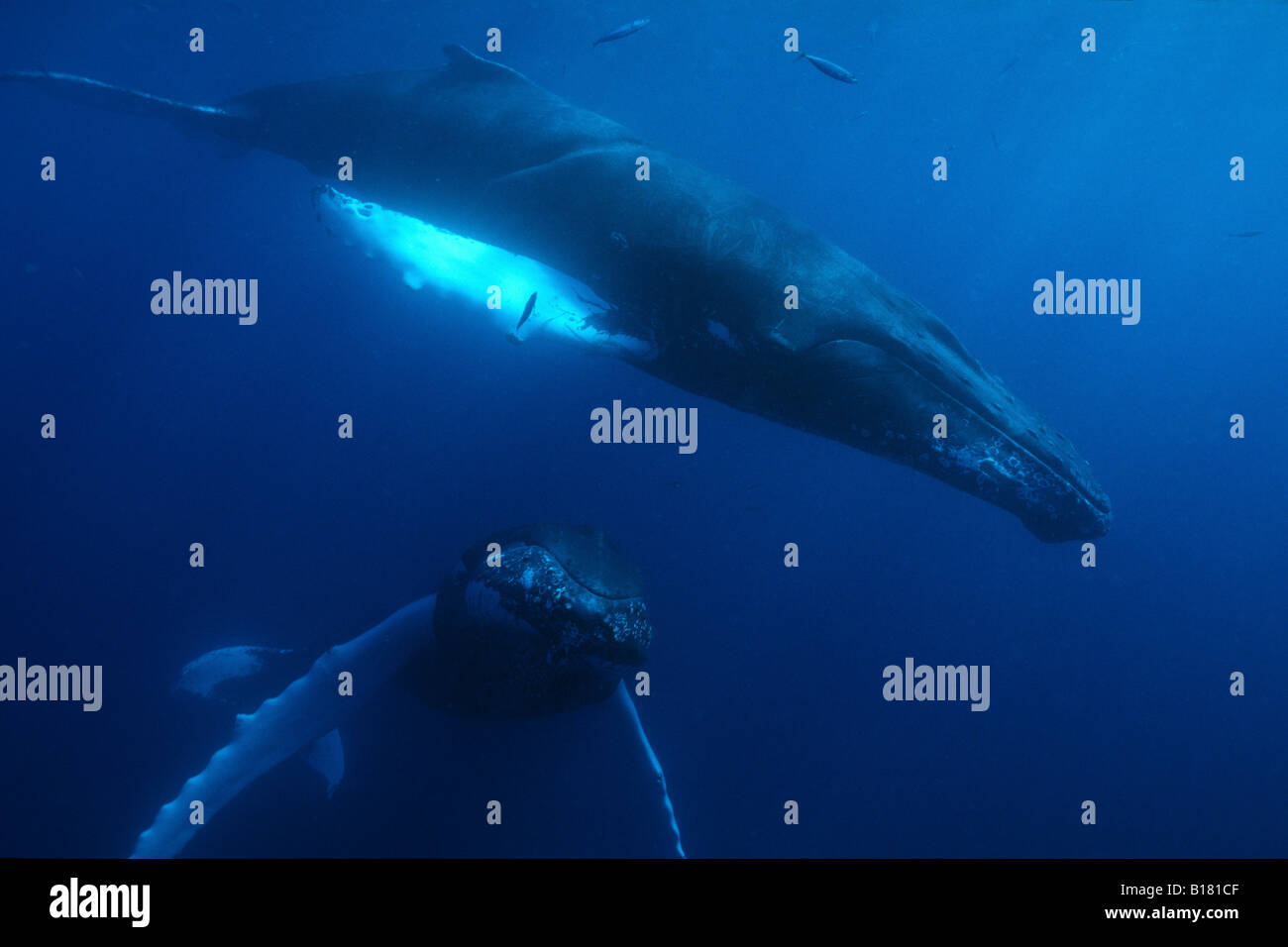 Le megattere Megaptera novaeangliae banche argento Mar dei Caraibi Repubblica Dominicana Foto Stock