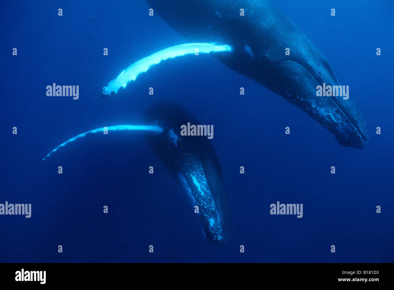 Le megattere Megaptera novaeangliae banche argento Mar dei Caraibi Repubblica Dominicana Foto Stock