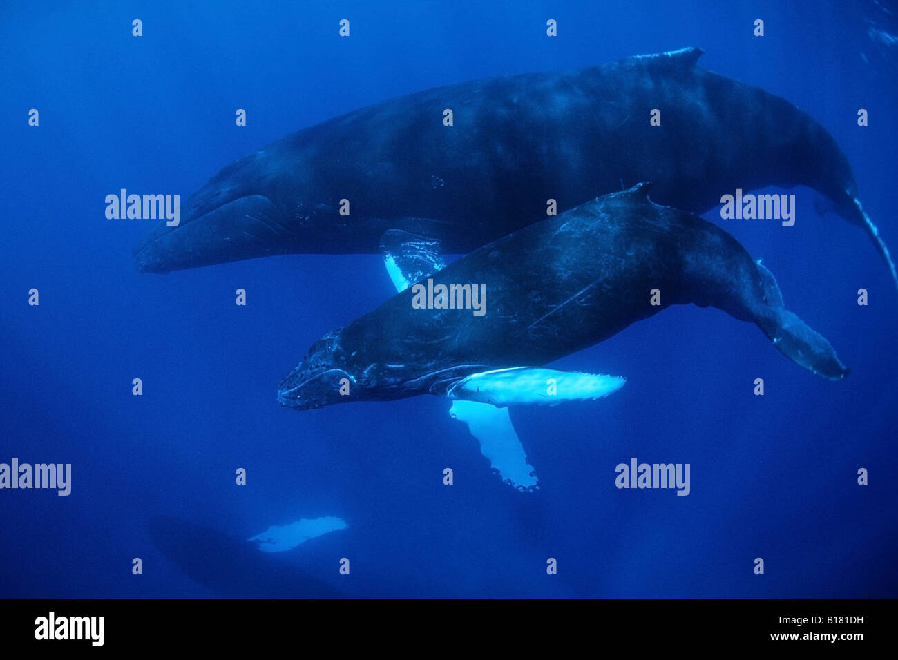 Le megattere Megaptera novaeangliae banche argento Mar dei Caraibi Repubblica Dominicana Foto Stock