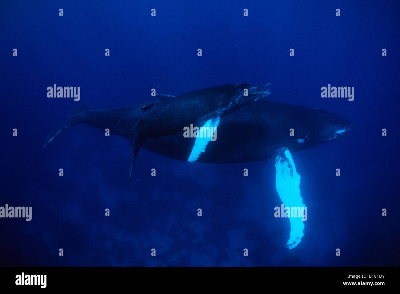 Le megattere madre e Calw Megaptera novaeangliae banche argento Mar dei Caraibi Repubblica Dominicana Foto Stock