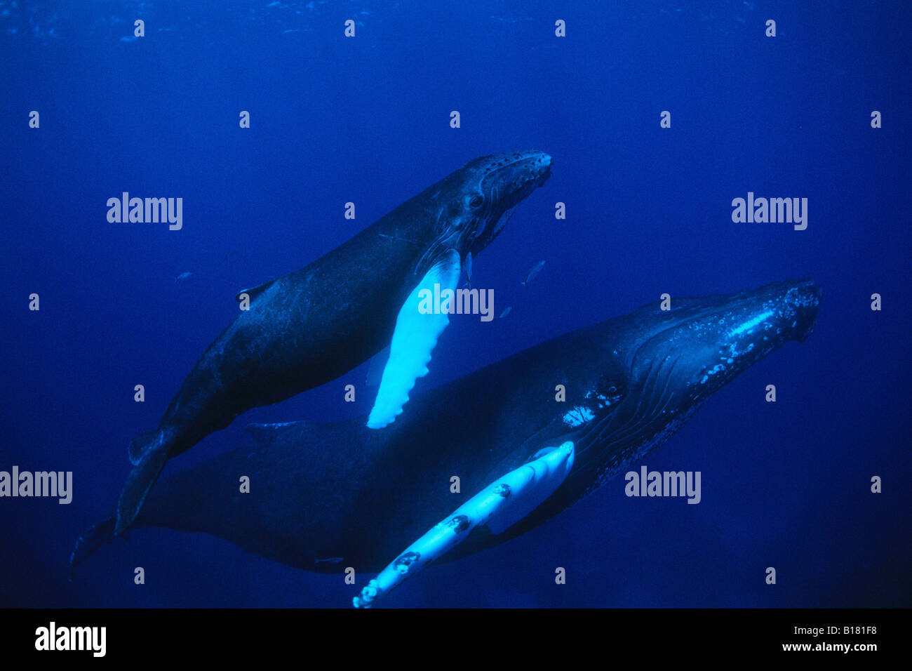 Le megattere madre e Calw Megaptera novaeangliae banche argento Mar dei Caraibi Repubblica Dominicana Foto Stock