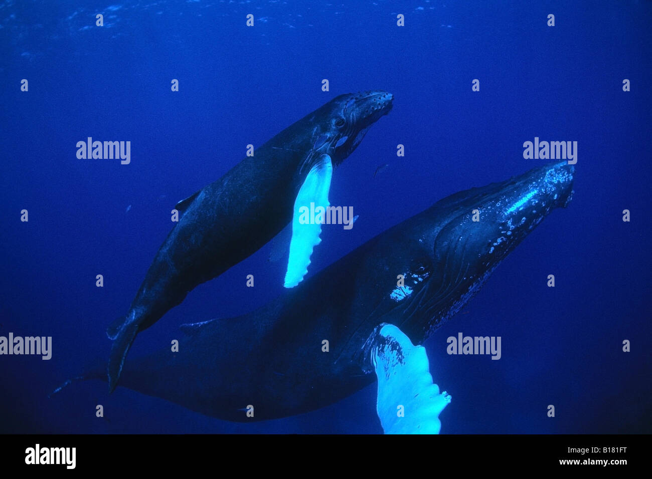 Le megattere madre e Calw Megaptera novaeangliae banche argento Mar dei Caraibi Repubblica Dominicana Foto Stock