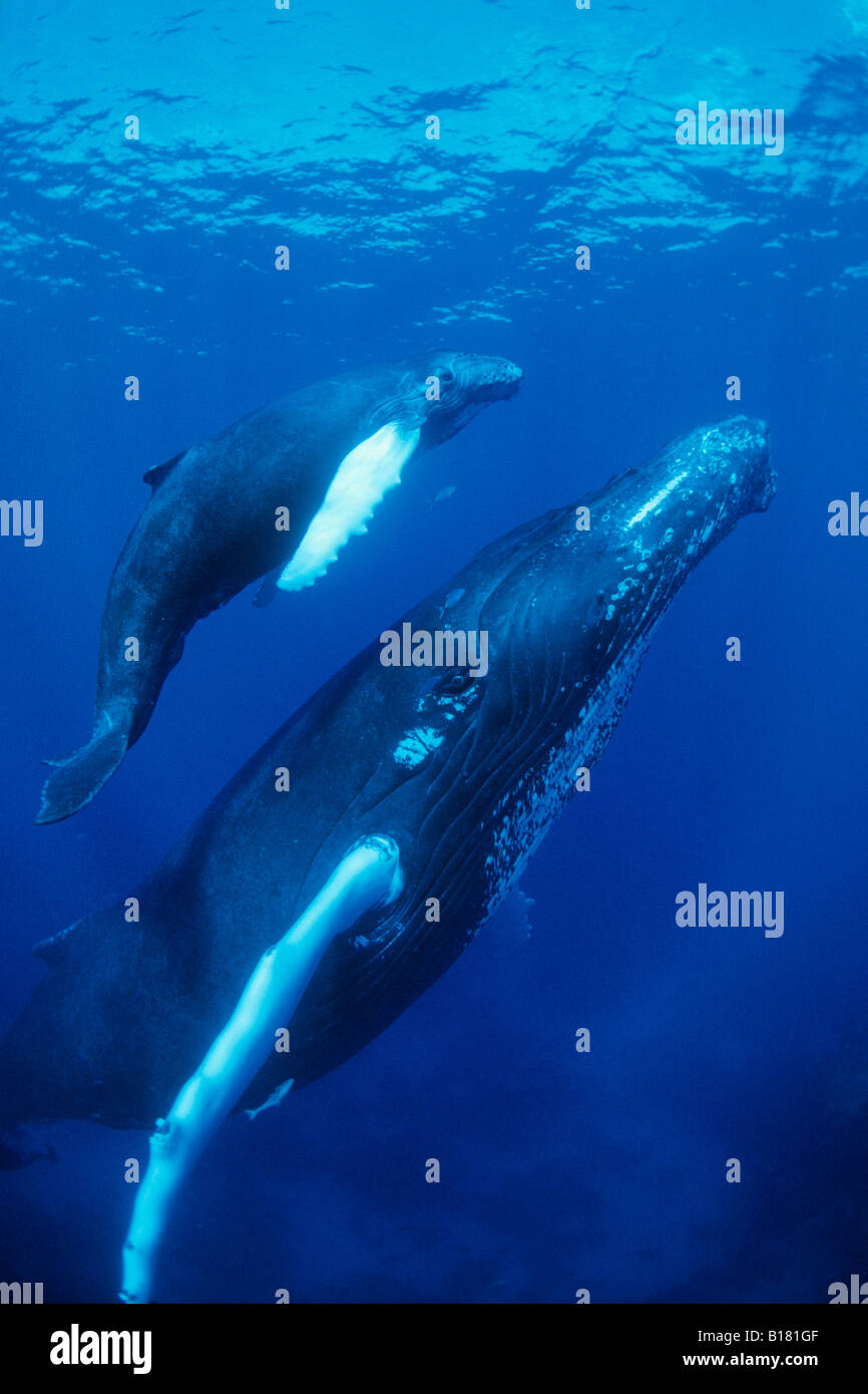 Le megattere madre e Calw Megaptera novaeangliae banche argento Mar dei Caraibi Repubblica Dominicana Foto Stock