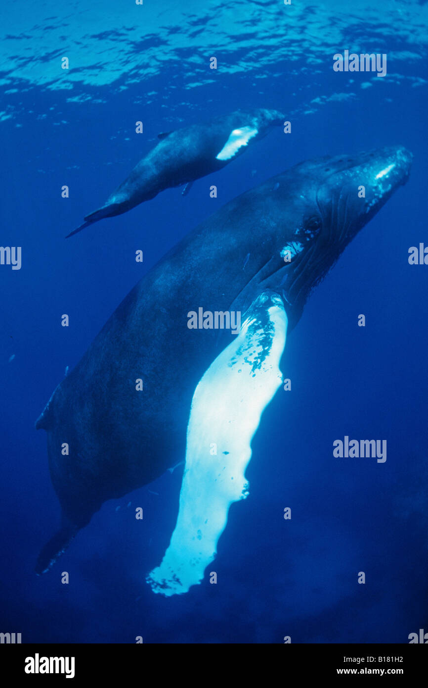 Le megattere madre e Calw Megaptera novaeangliae banche argento Mar dei Caraibi Repubblica Dominicana Foto Stock