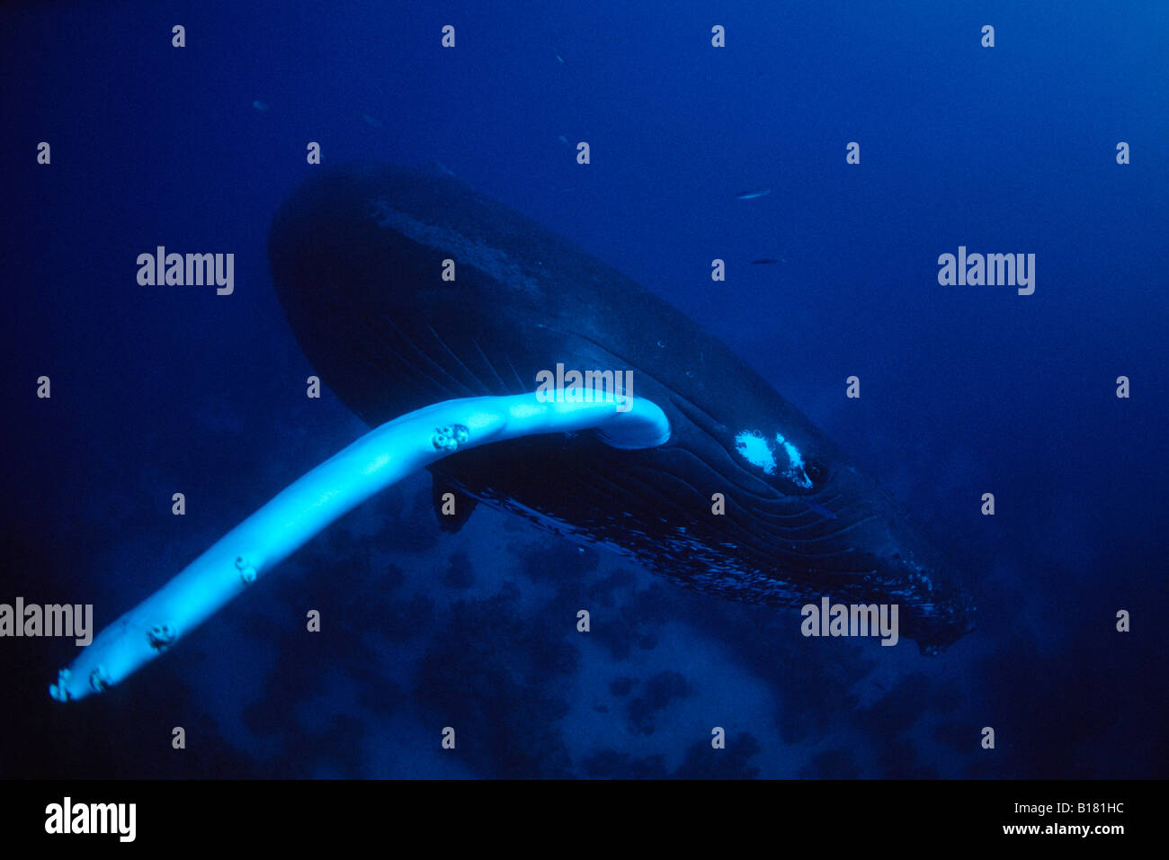 Humpback Whale Megaptera novaeangliae banche argento Mar dei Caraibi Repubblica Dominicana Foto Stock