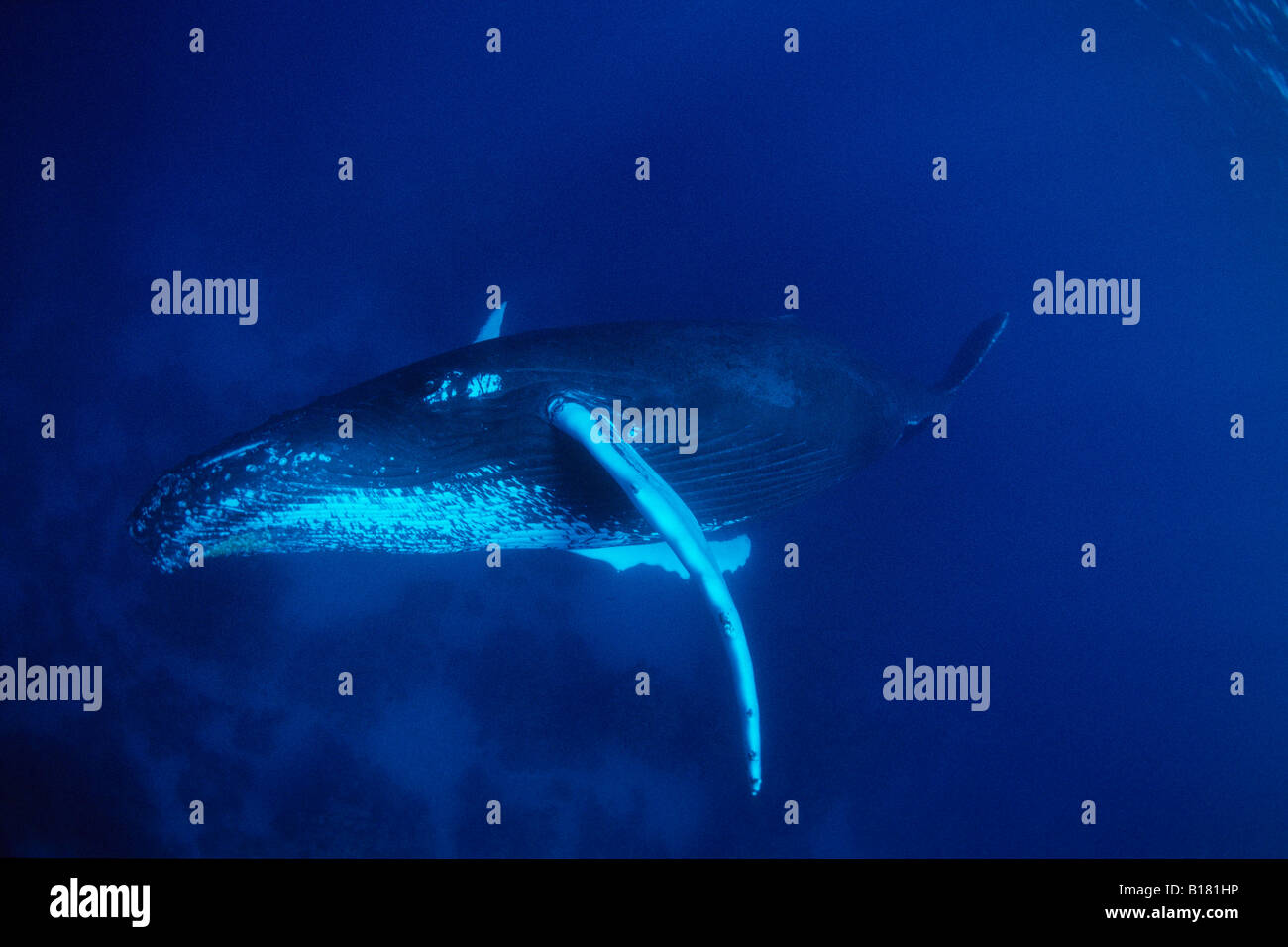 Humpback Whale Megaptera novaeangliae banche argento Mar dei Caraibi Repubblica Dominicana Foto Stock