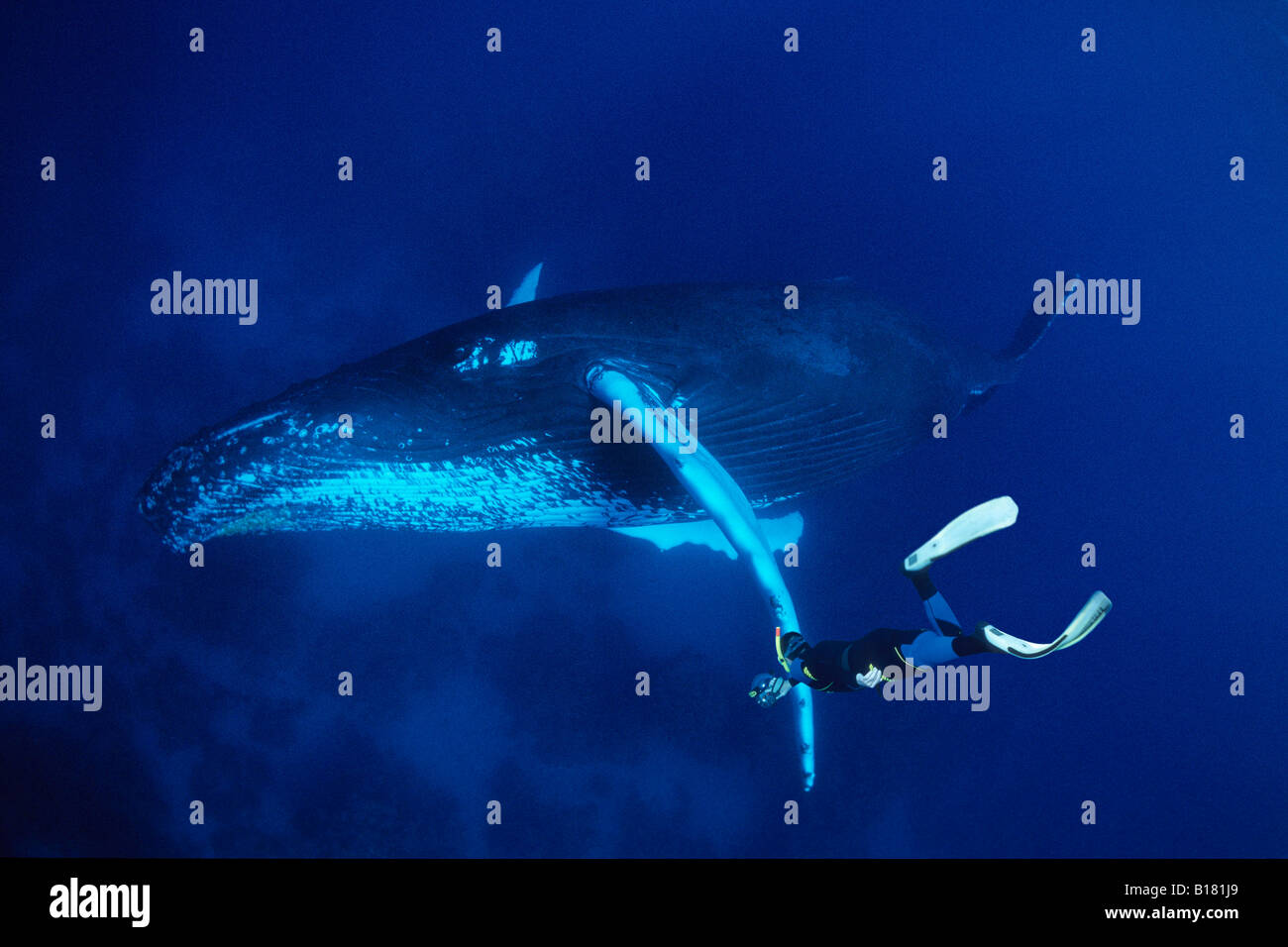 Humpback Whale e Apneista Megaptera novaeangliae banche argento Mar dei Caraibi Repubblica Dominicana Foto Stock