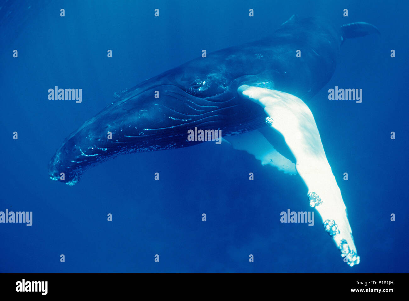 Humpback Whale Megaptera novaeangliae banche argento Mar dei Caraibi Repubblica Dominicana Foto Stock