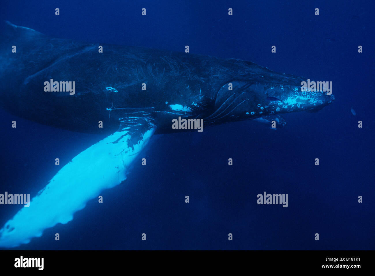 Humpback Whale Megaptera novaeangliae banche argento Mar dei Caraibi Repubblica Dominicana Foto Stock