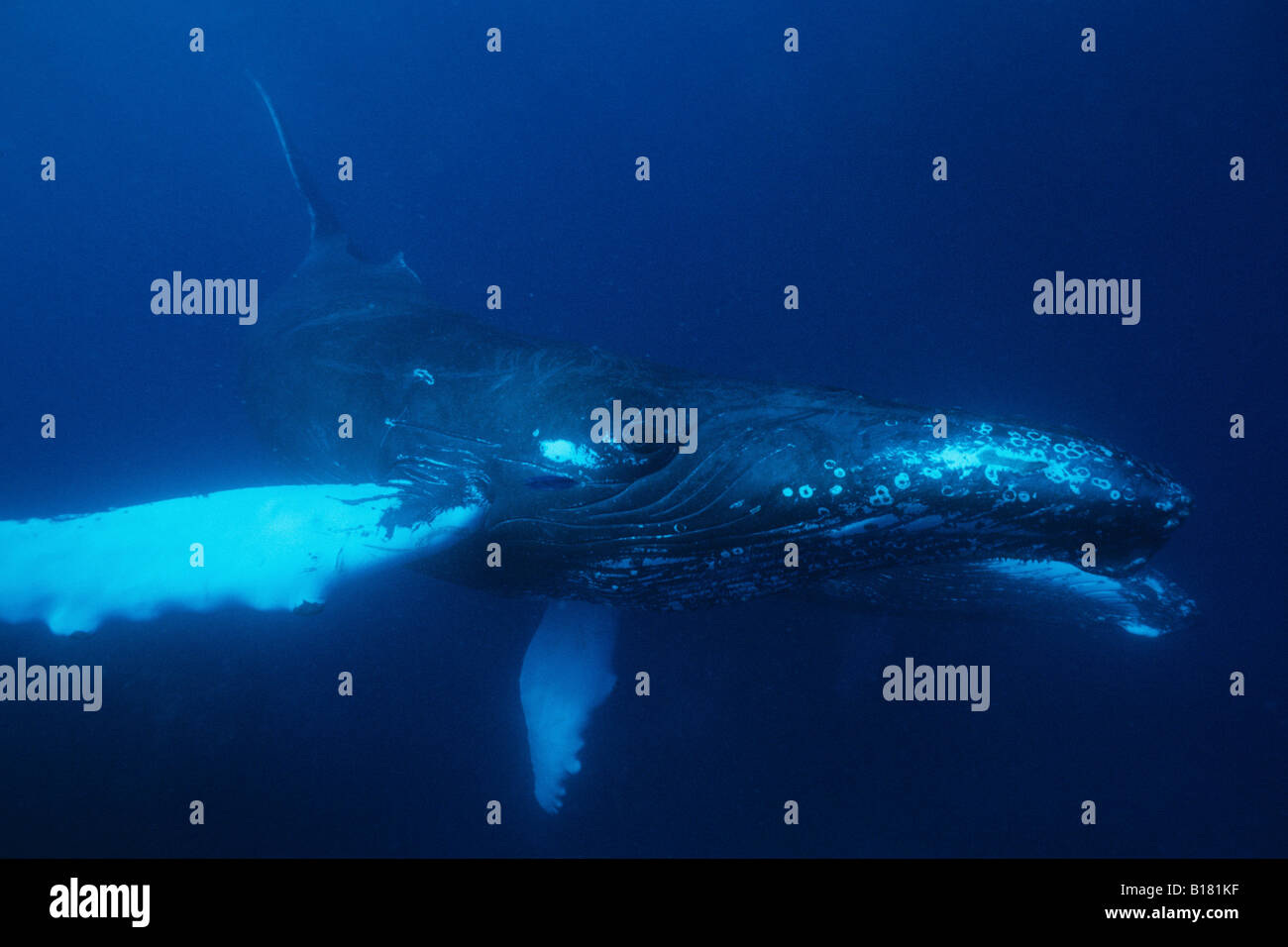 Humpback Whale Megaptera novaeangliae banche argento Mar dei Caraibi Repubblica Dominicana Foto Stock