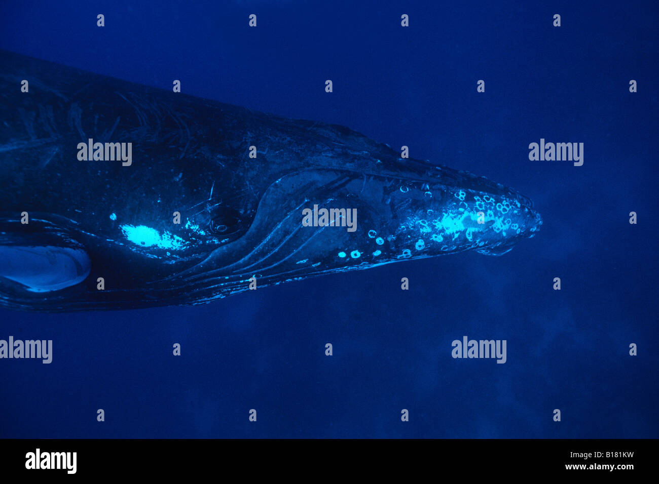 Humpback Whale Megaptera novaeangliae banche argento Mar dei Caraibi Repubblica Dominicana Foto Stock