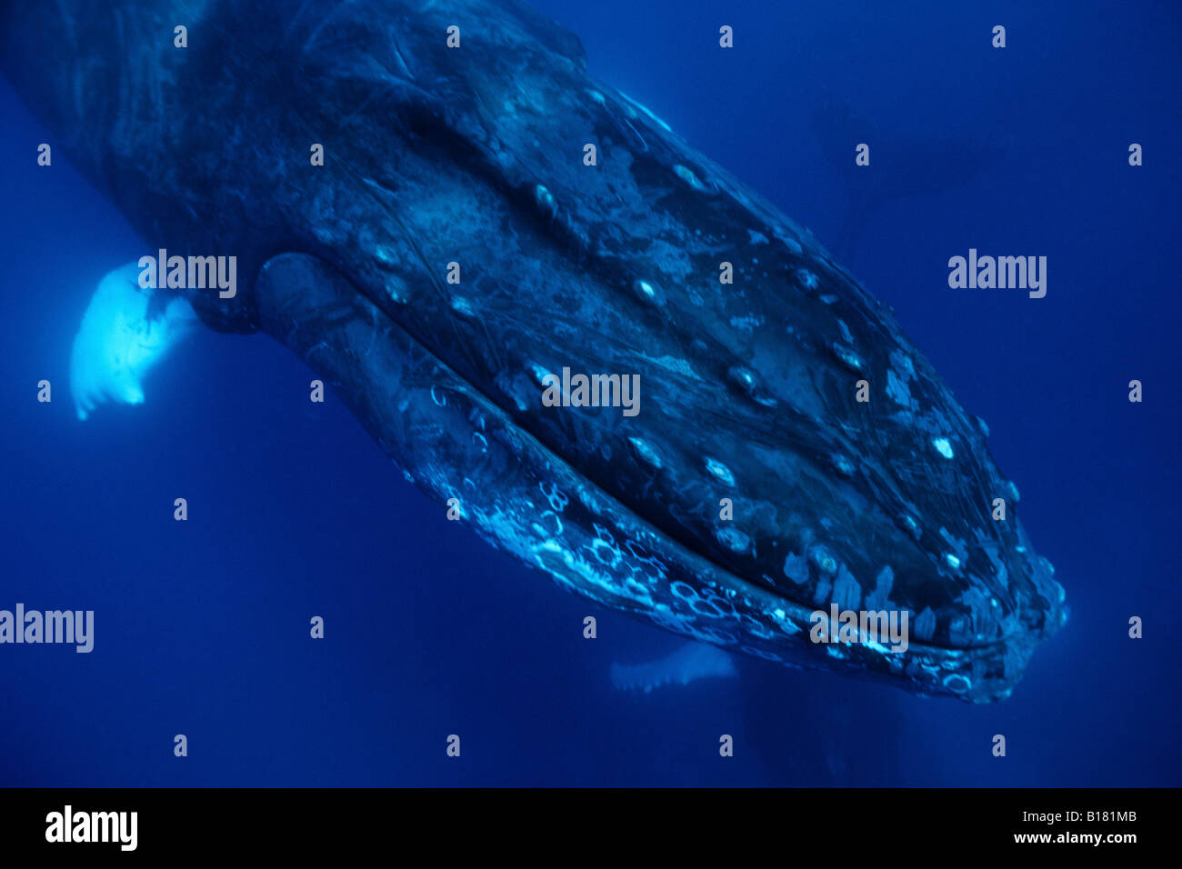 Humpback Whale Megaptera novaeangliae banche argento Mar dei Caraibi Repubblica Dominicana Foto Stock