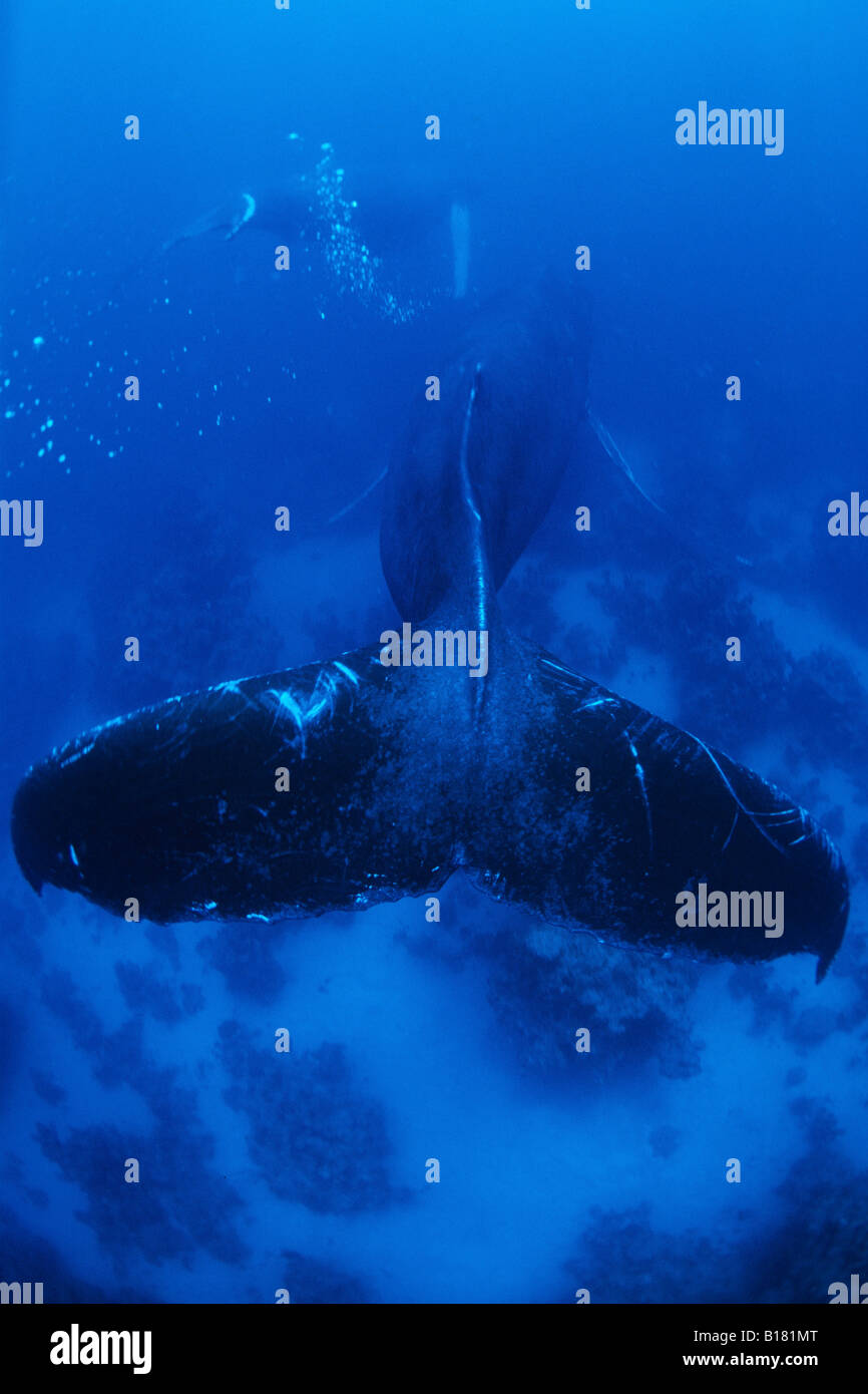 Humpback Whale Megaptera novaeangliae banche argento Mar dei Caraibi Repubblica Dominicana Foto Stock