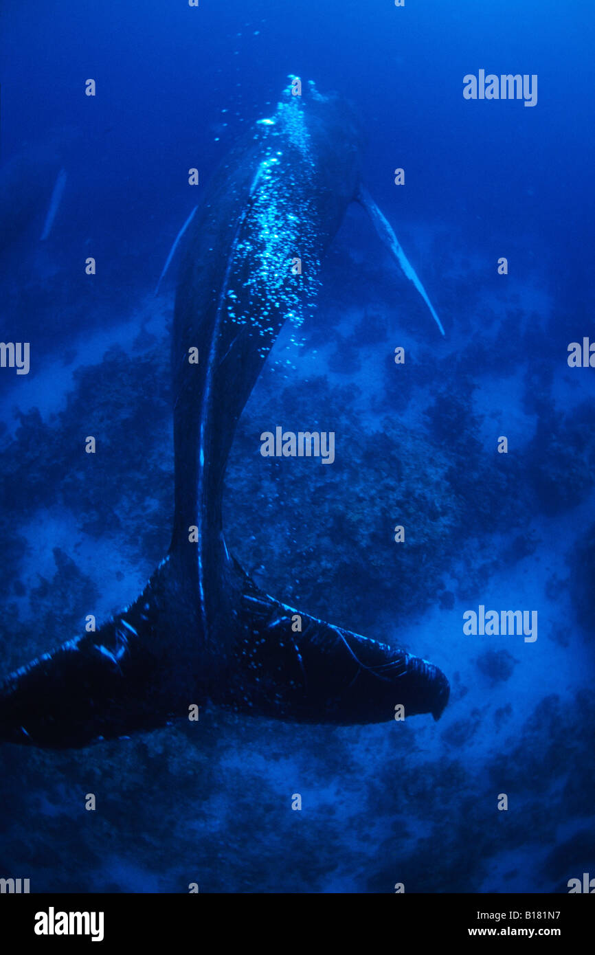 Humpback Whale Megaptera novaeangliae banche argento Mar dei Caraibi Repubblica Dominicana Foto Stock