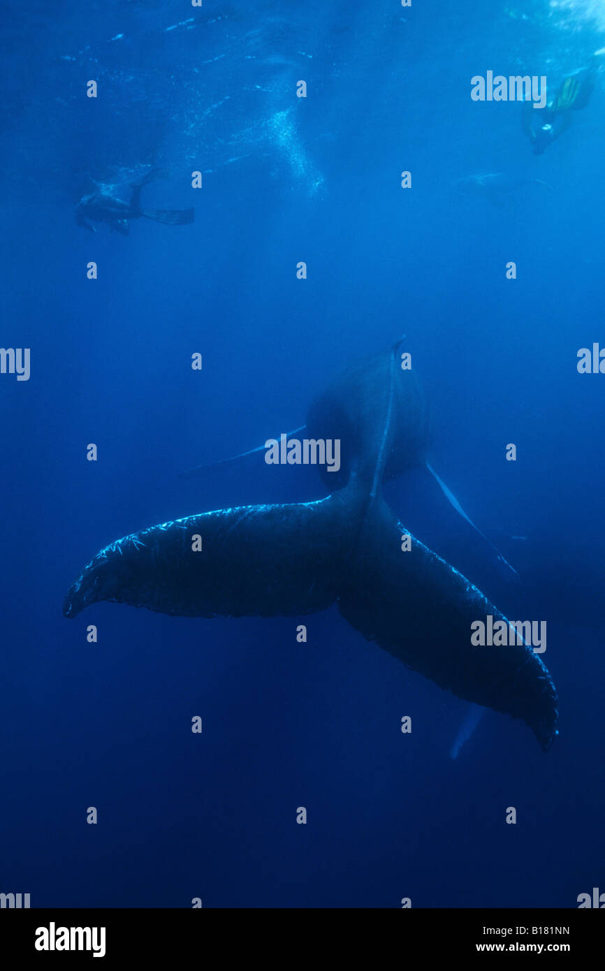 Humpback Whale e Apneista Megaptera novaeangliae banche argento Mar dei Caraibi Repubblica Dominicana Foto Stock