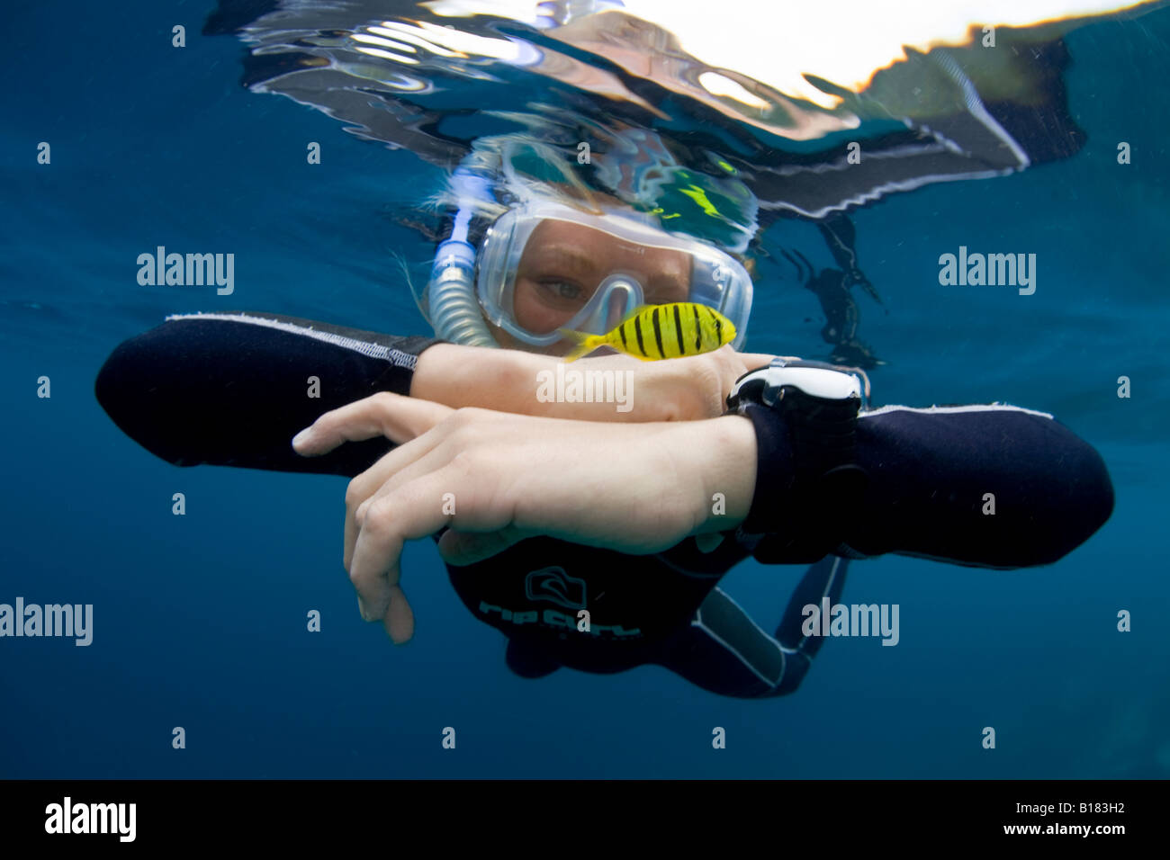 Snorkeler gioca con un bambino carango Gnathanodon speciosus Raja Ampat Papua Nuova Guinea Indonesia Foto Stock