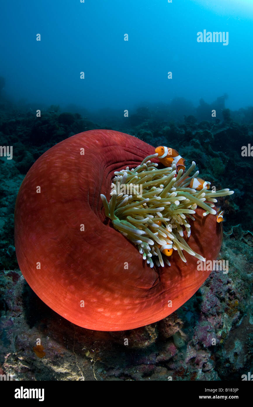 Falso clownfish nella magnifica anemone Amphiprion ocellaris Heteractis magnifica Timor est Indonesia Foto Stock
