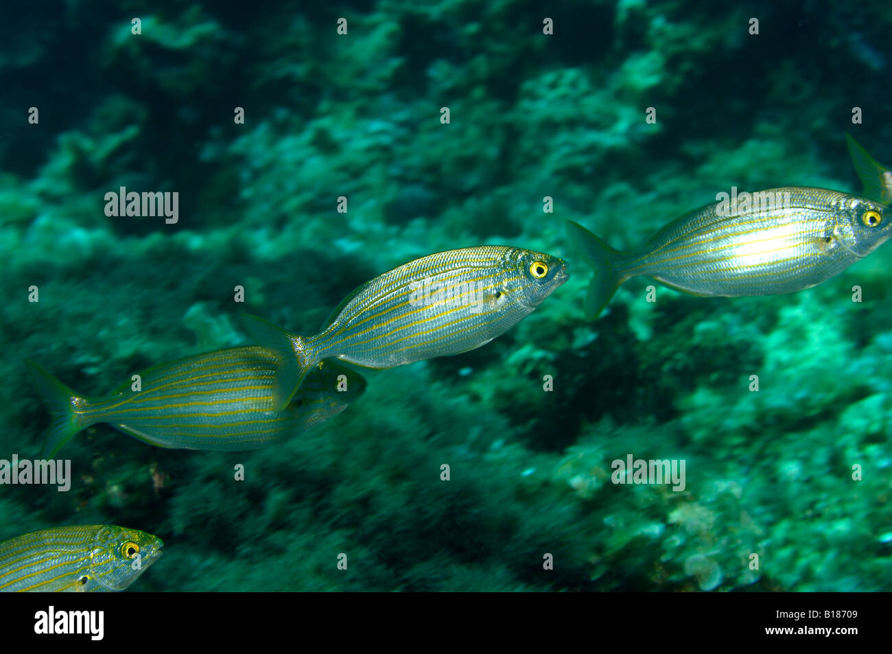 Secca di mucca Breme Sarpa salpa Triscavac Bay Susac isola mare adriatico Croazia Foto Stock