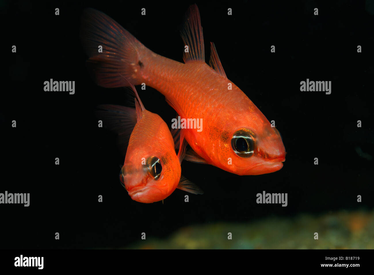 Mediterraneo accoppiamento Cardinalfishes Apogon imperbis Triscavac Bay Susac isola mare adriatico Croazia Foto Stock