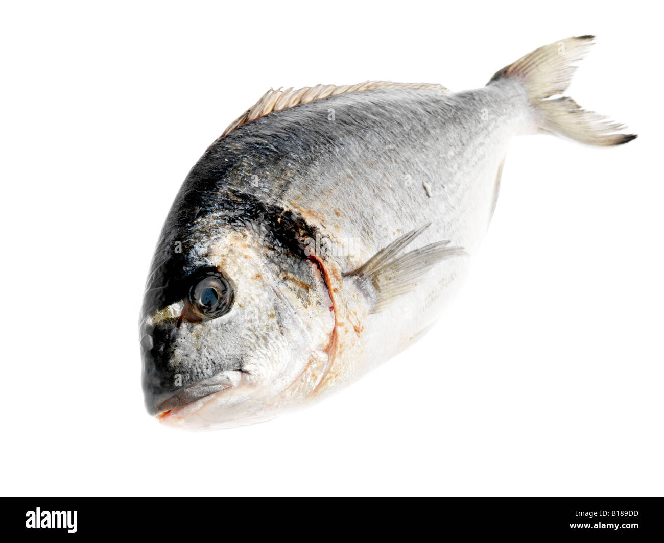 Pesce fresco intero di mare greco Bream, senza persone, isolato su bianco Foto Stock