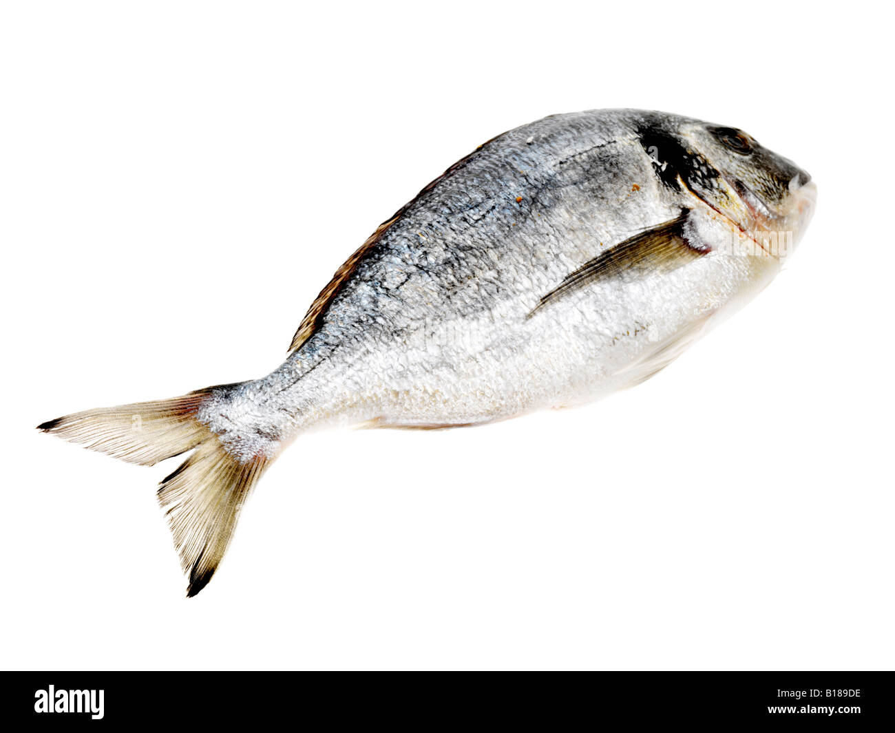 Pesce fresco intero di mare greco Bream, senza persone, isolato su bianco Foto Stock