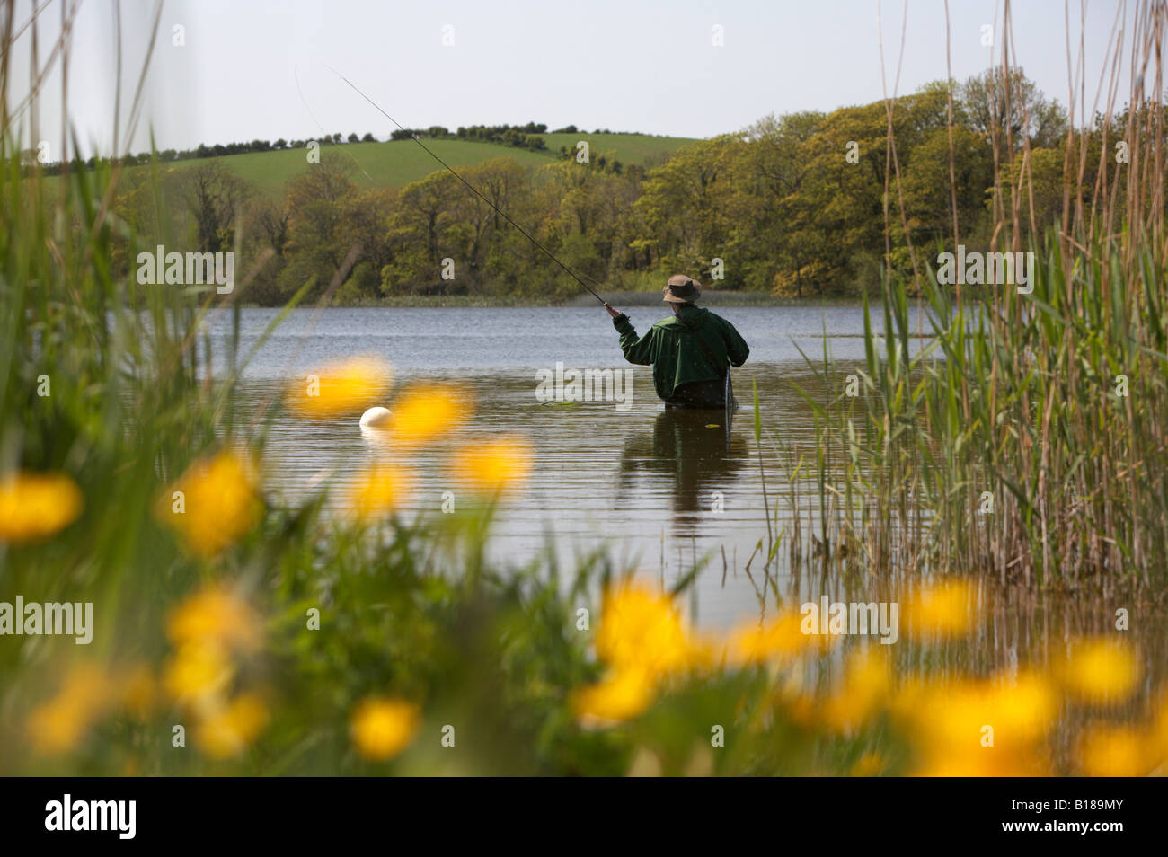 uomo che getta lacca e lenza in un lago nella contea in basso irlanda del nord con fiori gialli in primo piano solo attività in estate Foto Stock