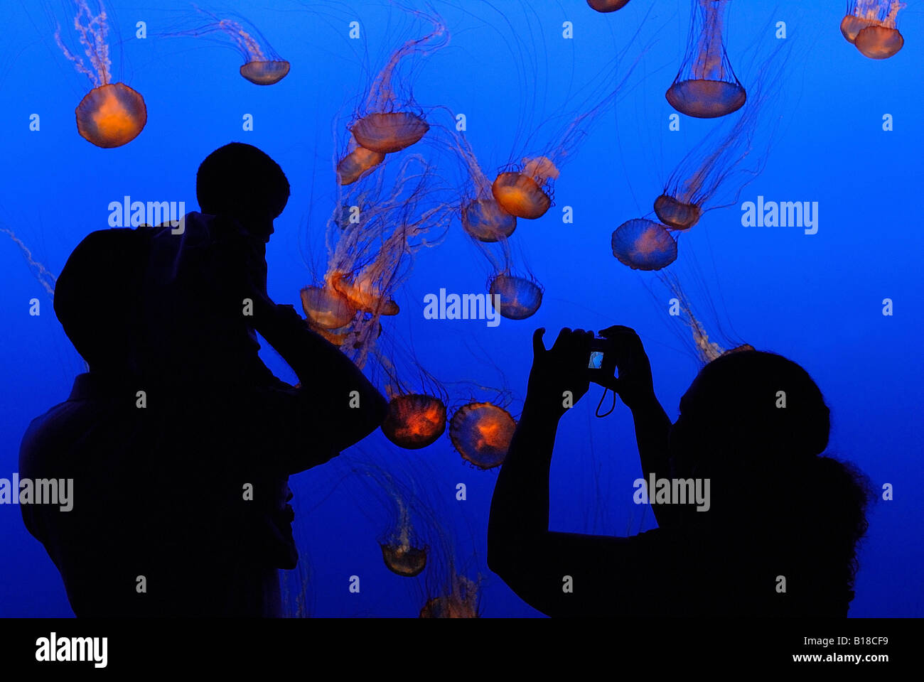 I visitatori in acquario di Monterey in California USA Foto Stock