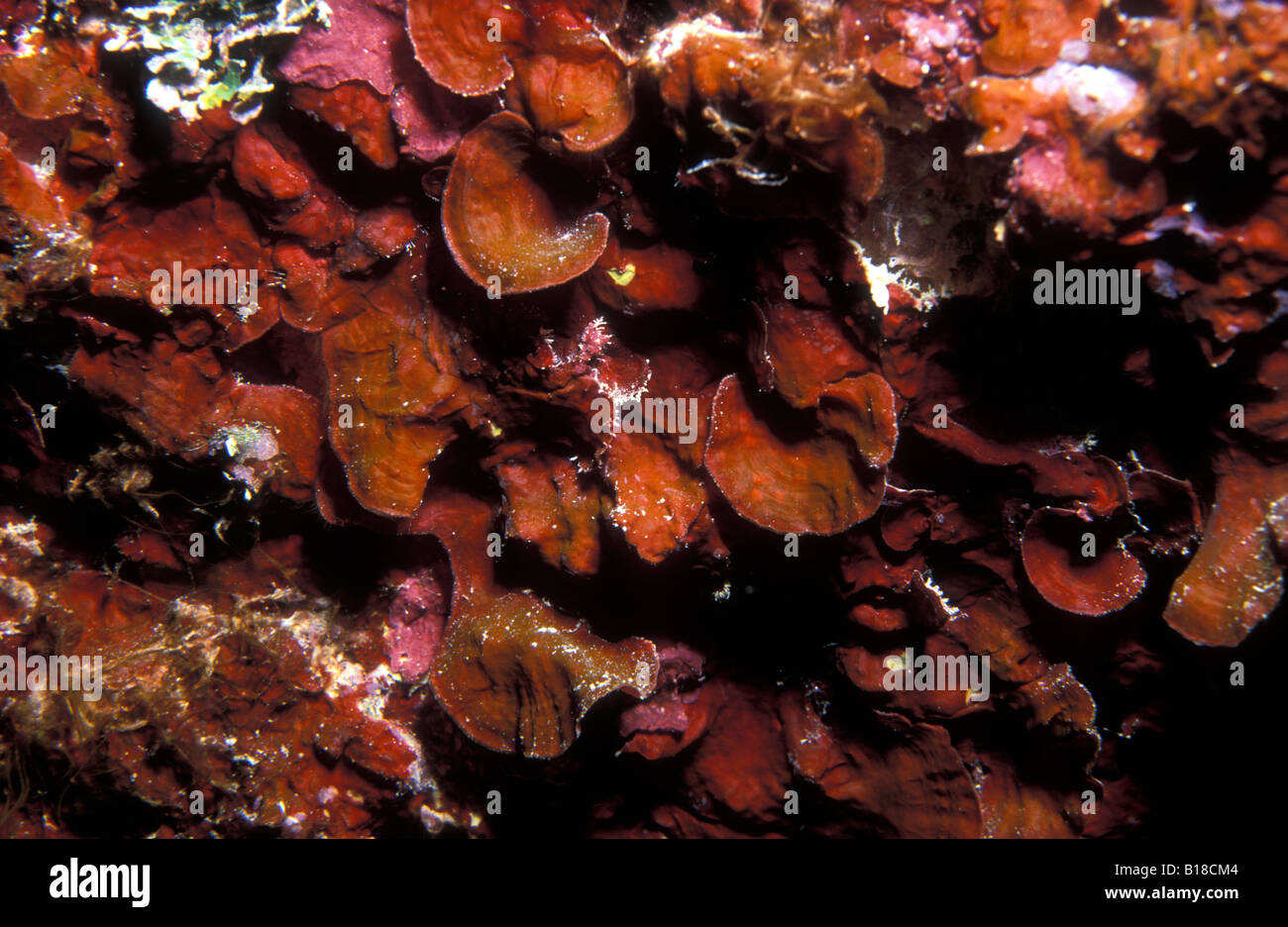 Alghe rosse Pseudolithophyllum expansum Foto Stock
