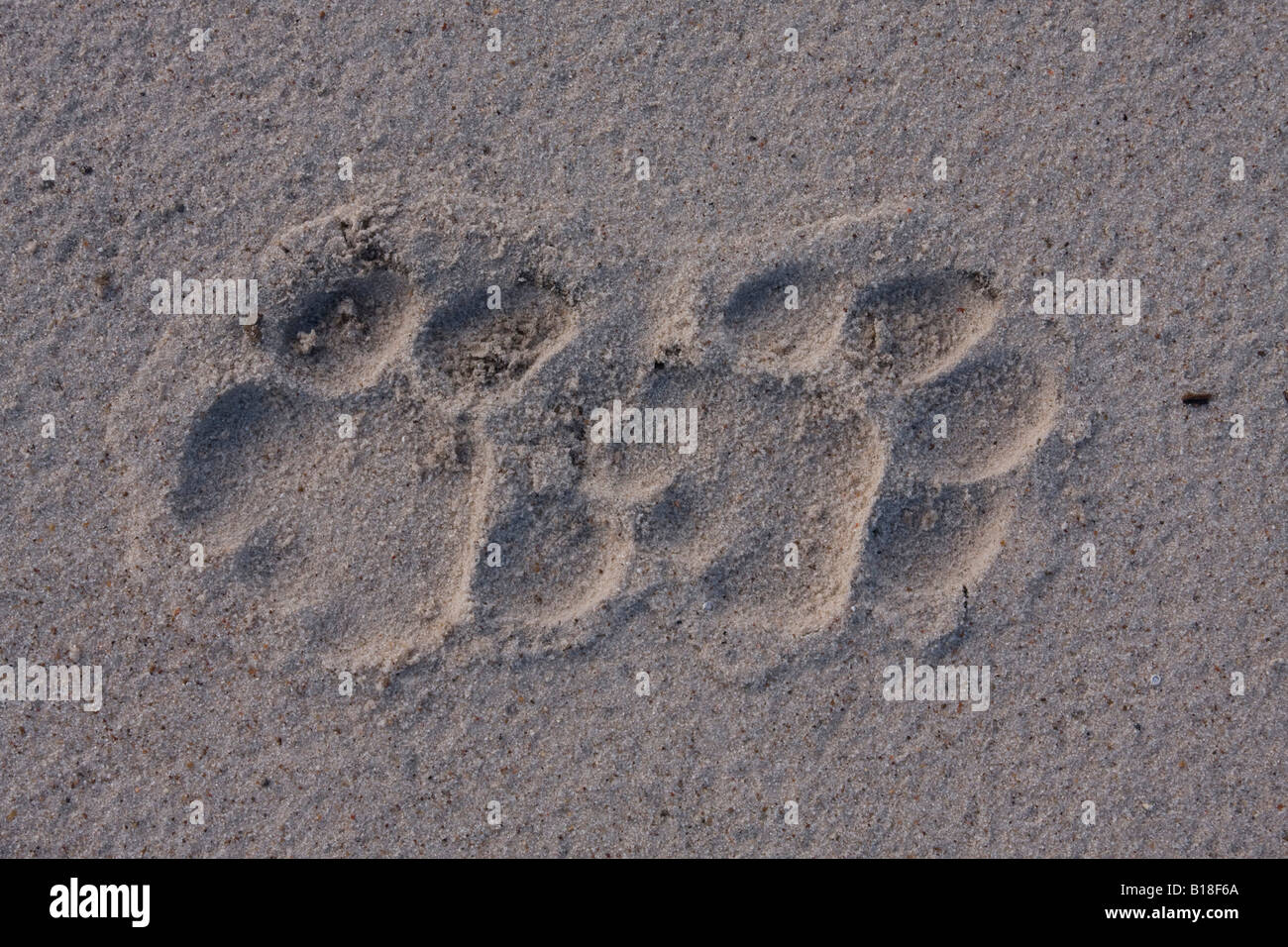Tracce di Leone Foto Stock