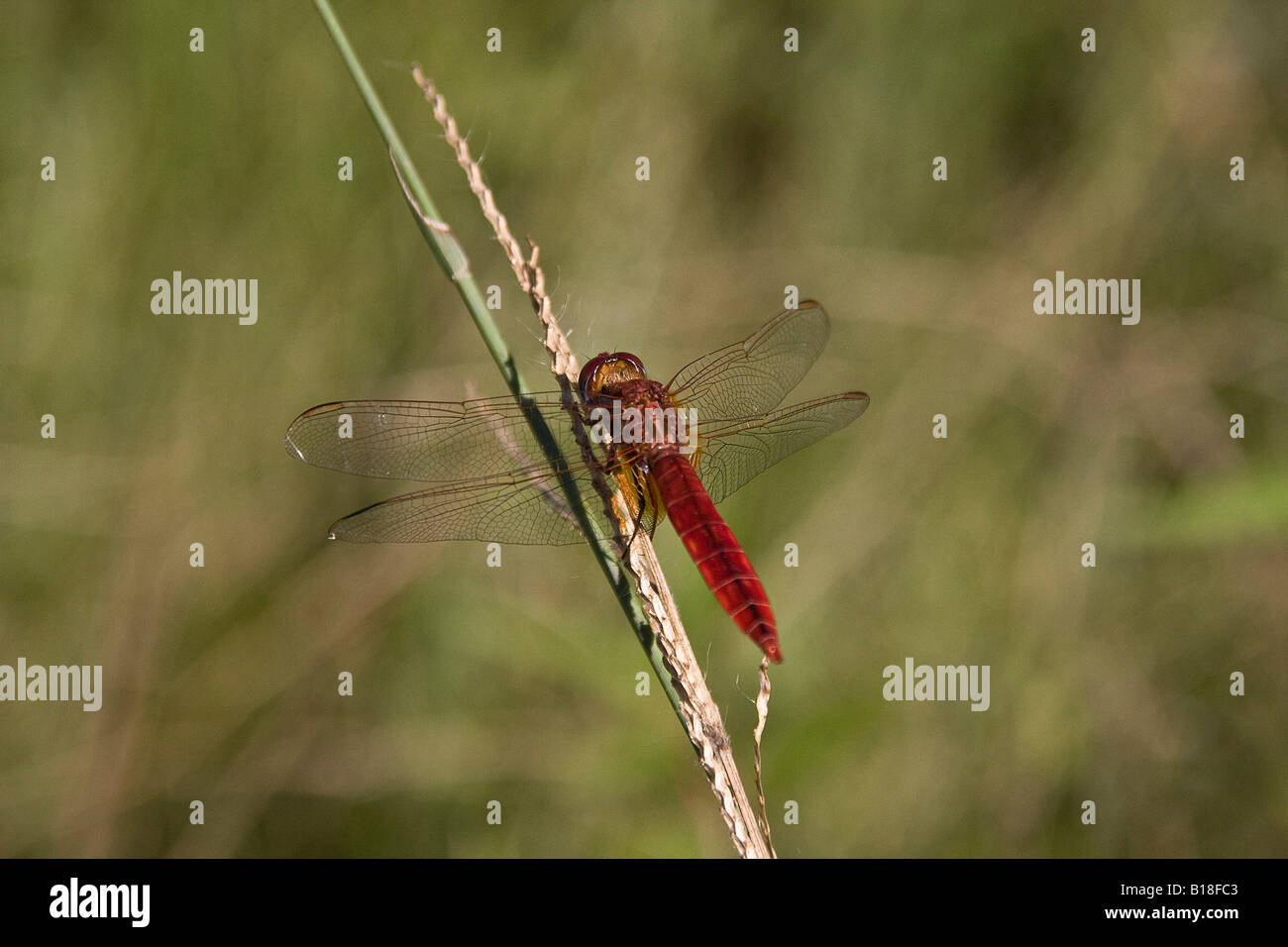 Scarlet darter maschio di Okavango Delta Africa Foto Stock