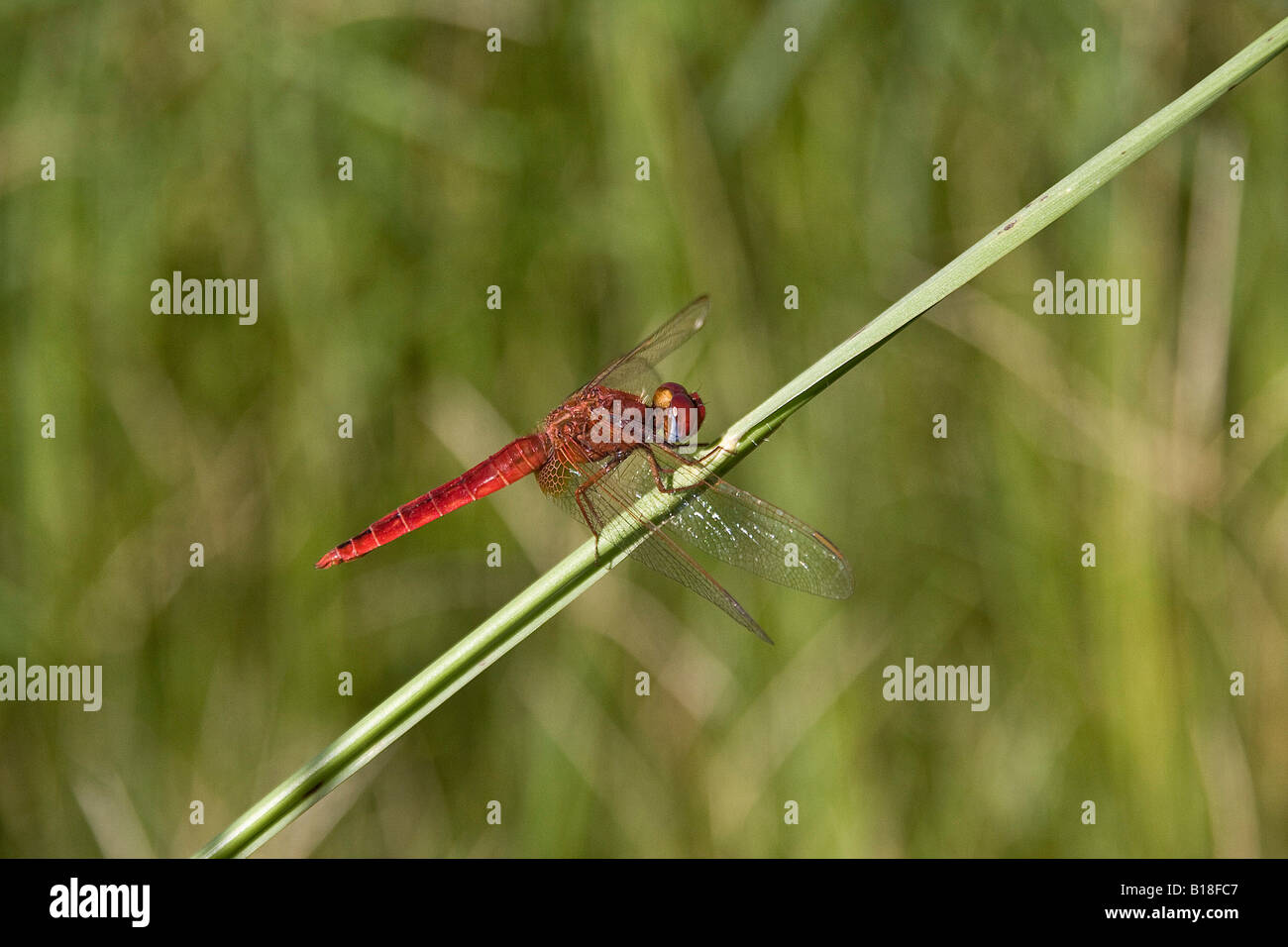 Scarlet darter maschio Foto Stock