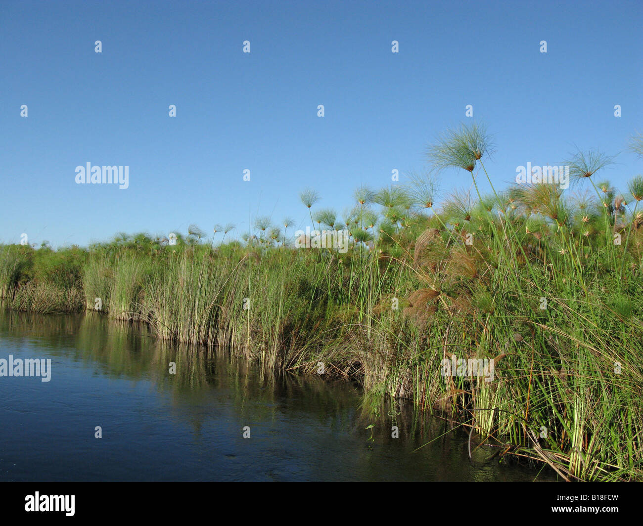 Il papiro crescere dal bordo di canali d'acqua Okavango Delta Botswana Foto Stock
