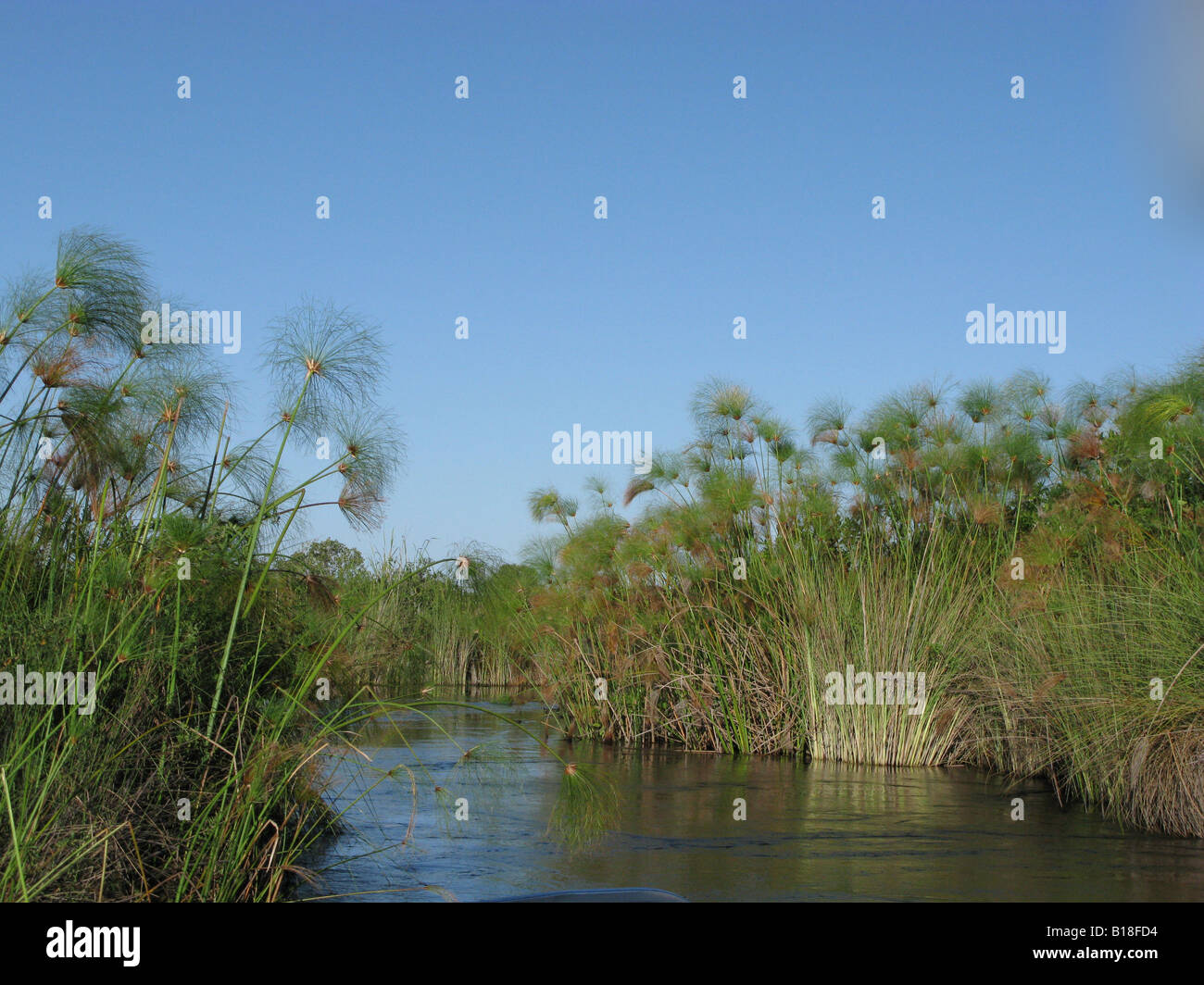 Il papiro crescere dal bordo di canali d'acqua Okavango Delta Botswana Foto Stock