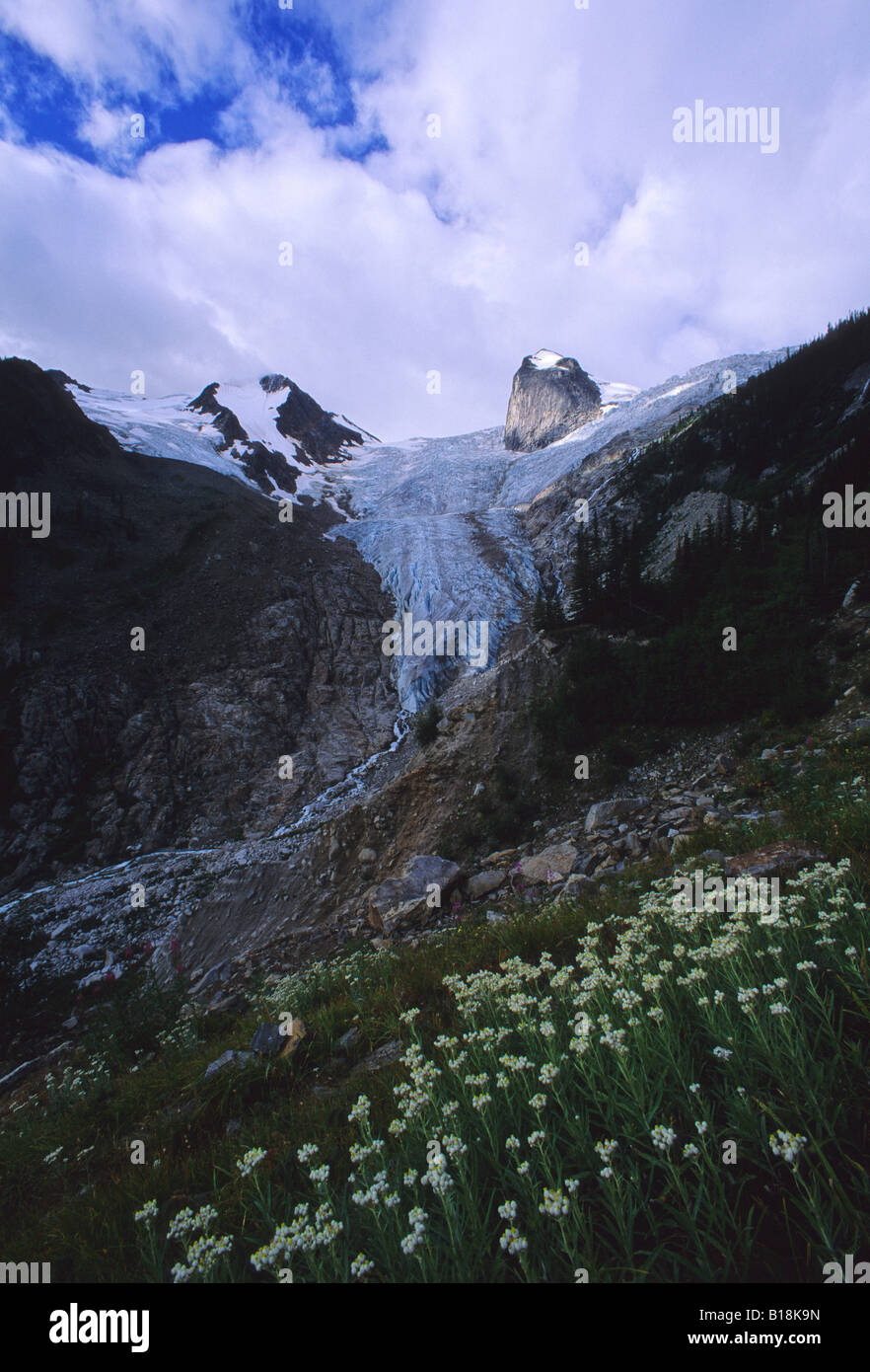 Fiori Selvatici con i segugi dente e Bugaboo Glacier Purcell Montagne Bugaboo Glacier Parco Provinciale, British Columbia, Foto Stock