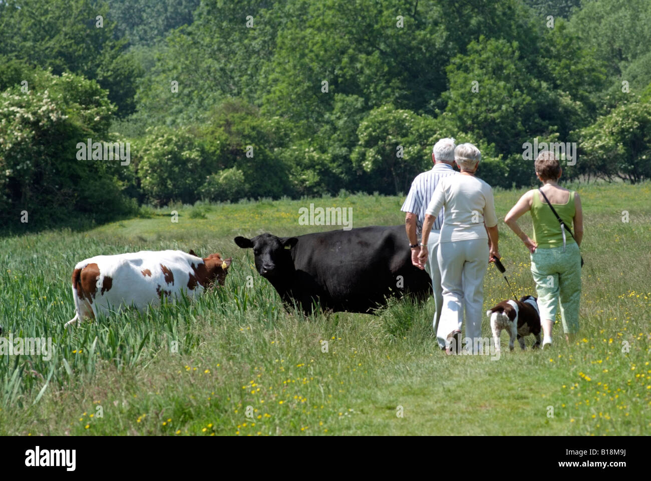 Vacca Chilbolton comuni di campagna dell'Hampshire England Regno Unito Foto Stock