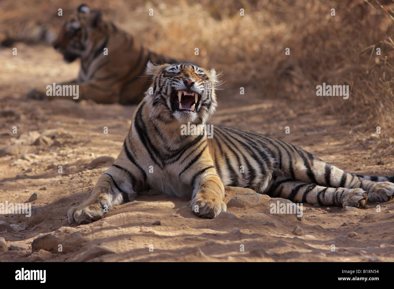Tigre del Bengala (Panthera Tigris) Foto Stock