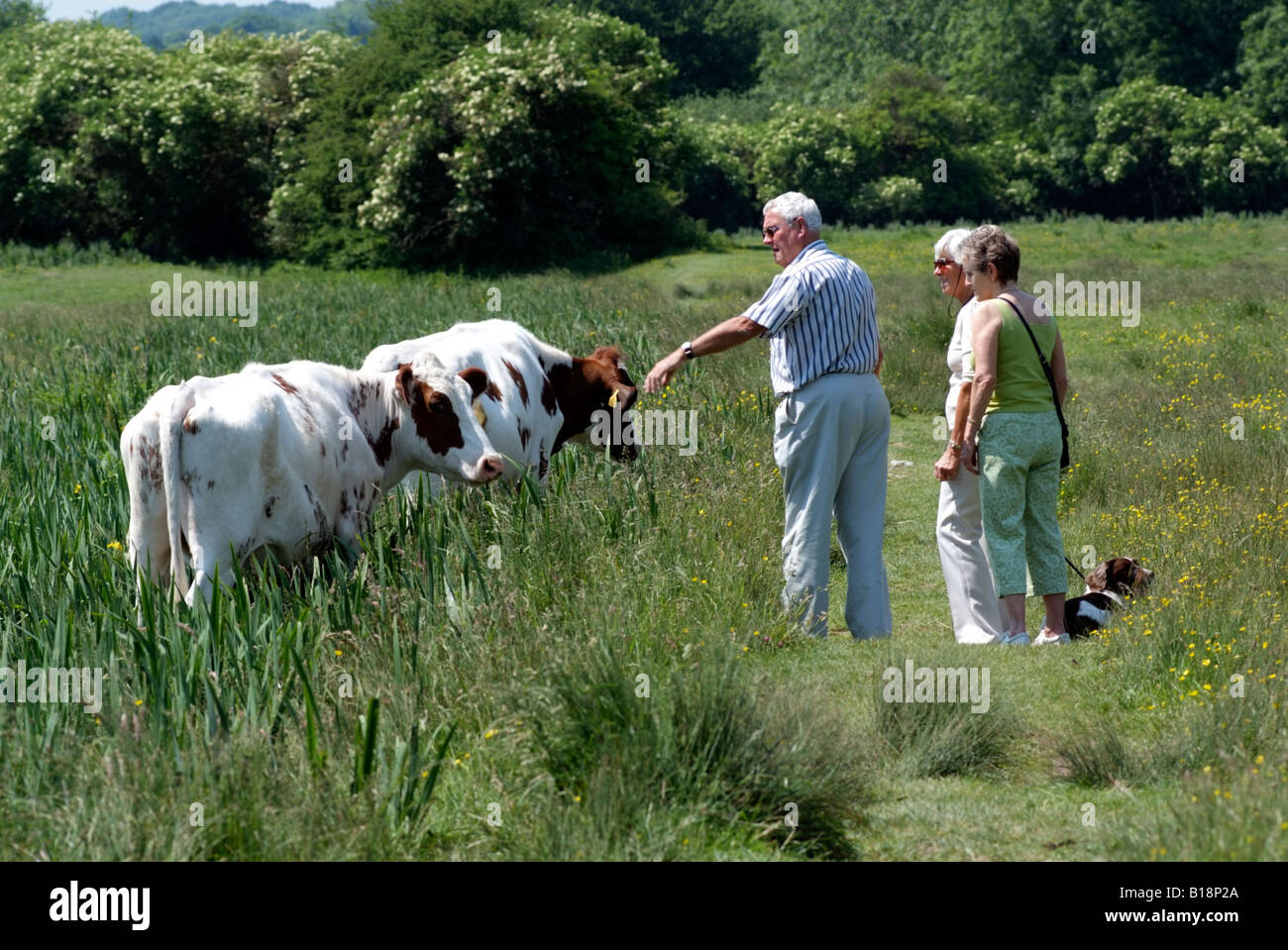 Marrone e bianco le mucche al pascolo in un campo nella campagna inglese UK Chilbolton Comune di vacca Foto Stock