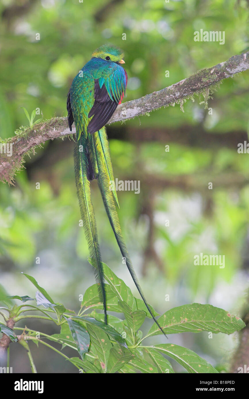 Un maschio risplendente Quetzal (Pharomachrus mocinno) in Costa Rica. Foto Stock