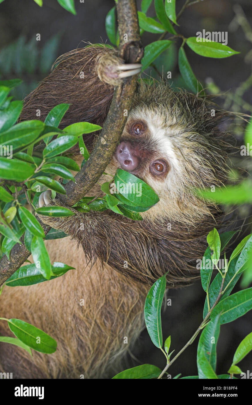 A due dita bradipo (Choloepus didactylus) appeso a un albero in Costa Rica. Foto Stock