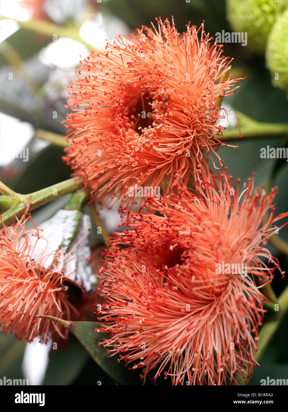 Close up di fiori di eucalipto Foto Stock