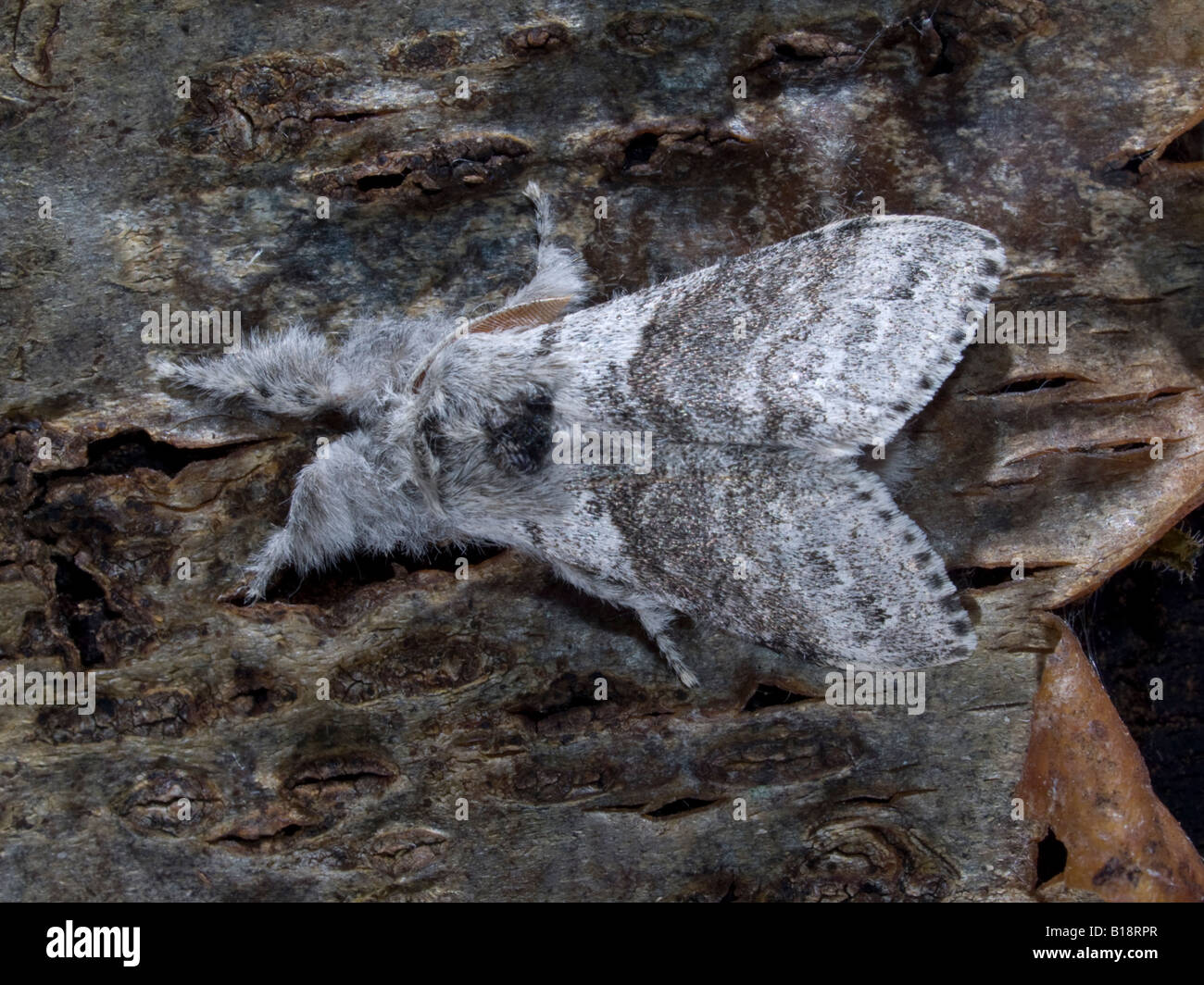 Pale Tussock Foto Stock