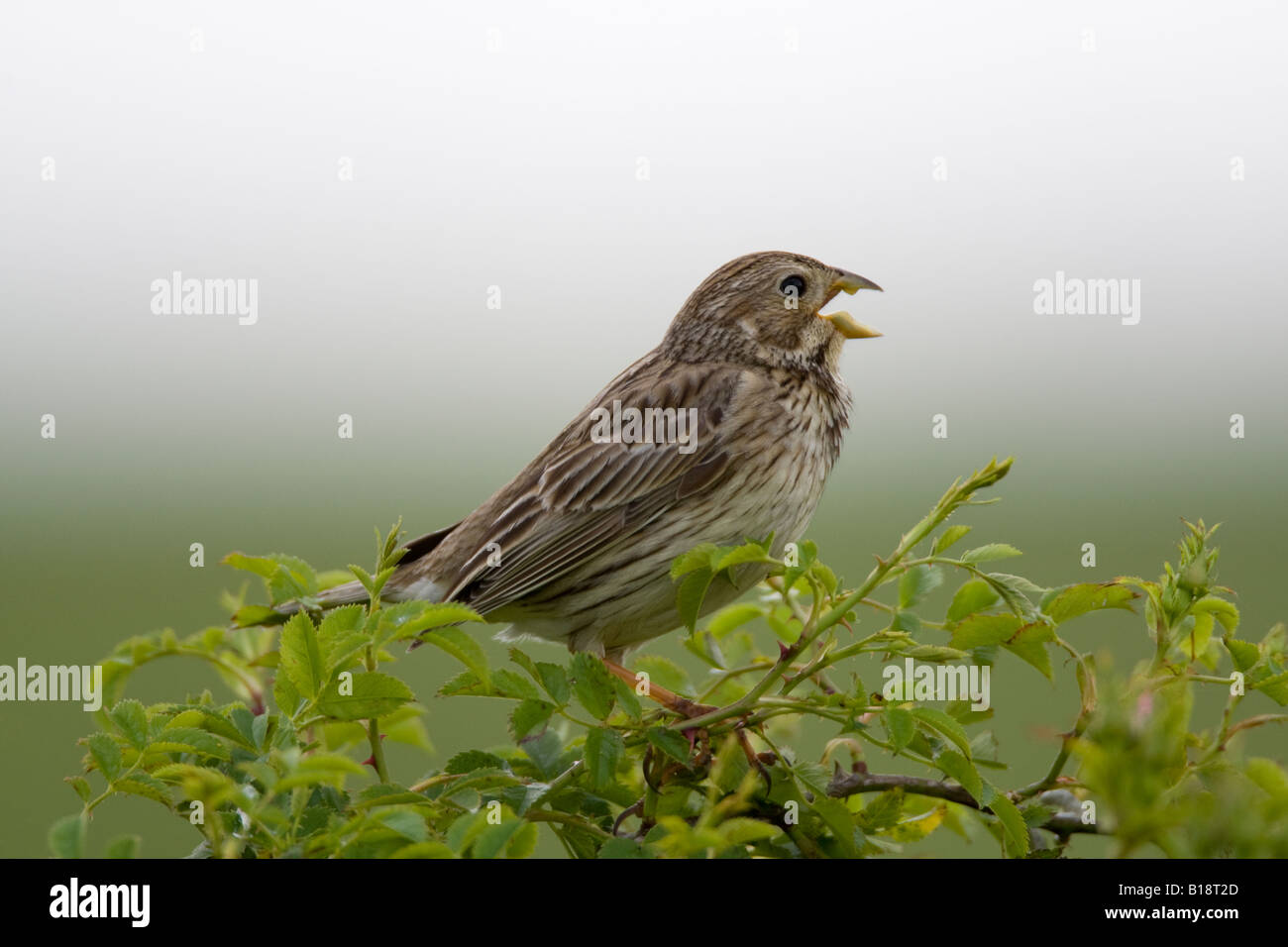 Corn Bunting Miliaria calandra Kent REGNO UNITO estate Foto Stock