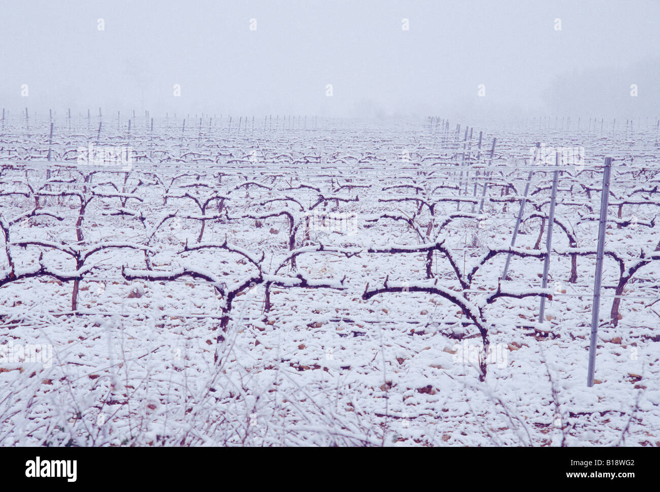 Snowcovered vigna. La Ribera. La Navarra. Spagna Foto Stock