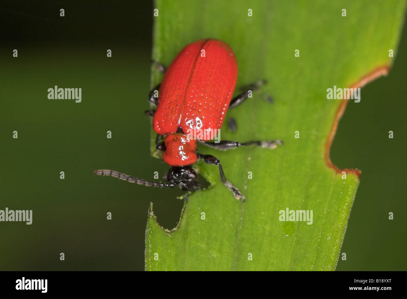 La Scritta "Lete" In Rosso Sulla Maglia Fa Impazzire I Tifosi: Social - Foto 3
