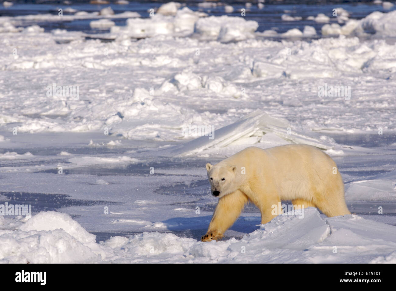 Orso polare, Ursus maritimus, sulle frange ghiacciate della Baia di Hudson, Churchill, Manitoba, Canada. Foto Stock