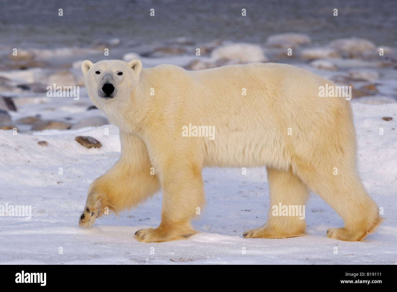 Orso polare, Ursus maritimus, sulle frange ghiacciate della Baia di Hudson, Churchill, Manitoba, Canada. Foto Stock