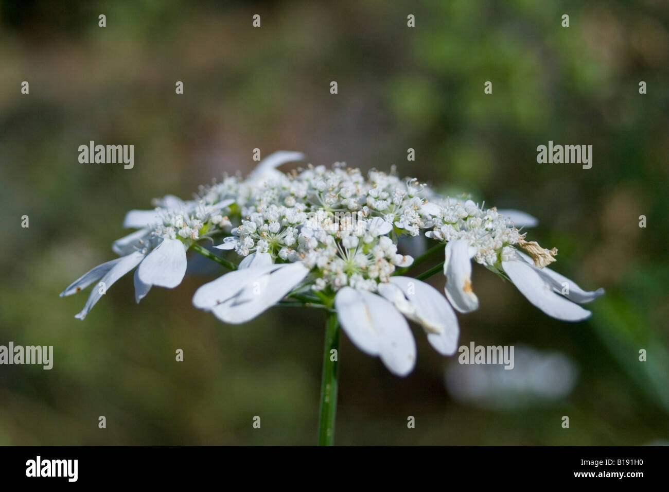 Orlaya grandiflora apiaceae Foto Stock